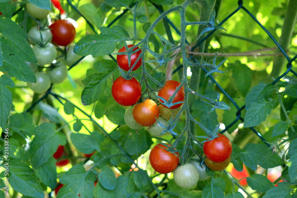 Obraz premium Cherry tomatoes on vine ranging from light green to fully ripe bright red surrounded with green leaves and wire fence in shade of local garden on warm sunny day