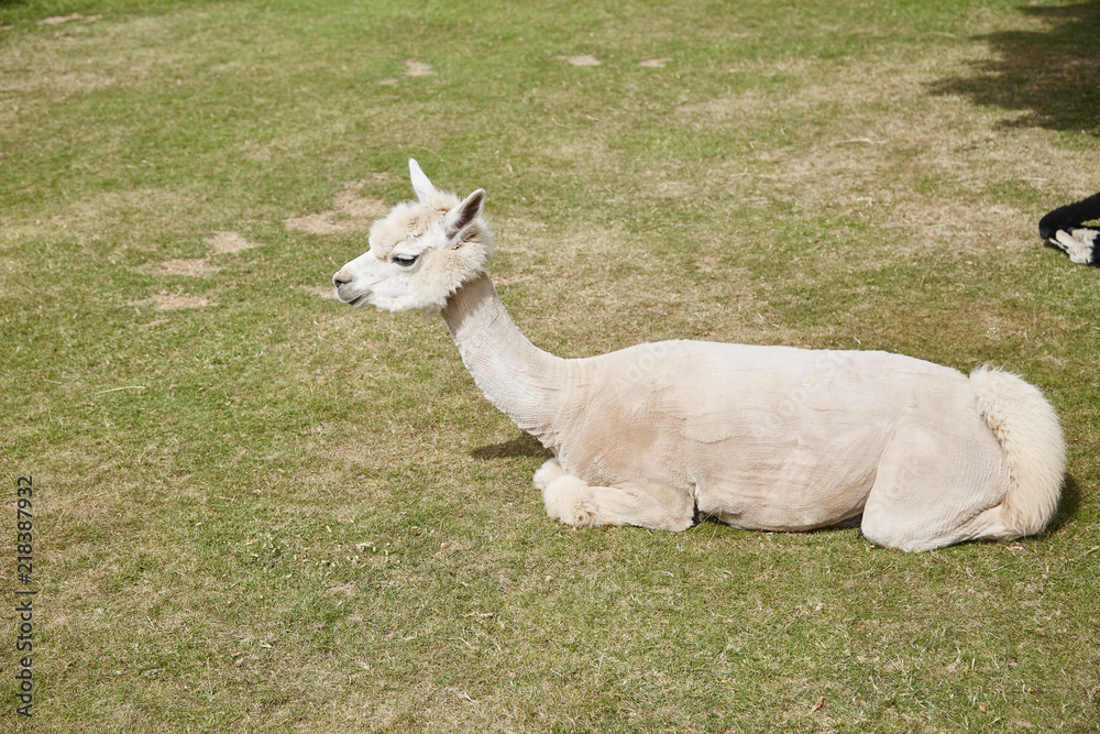 Obraz premium Alpaca