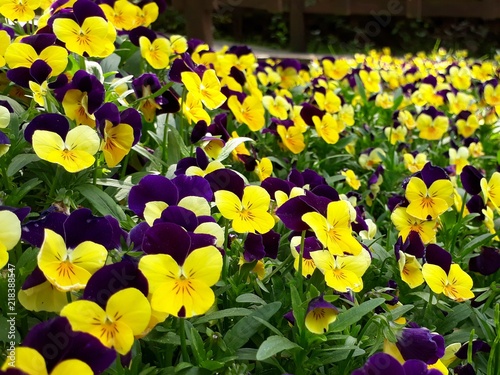 yellow flower blossom
