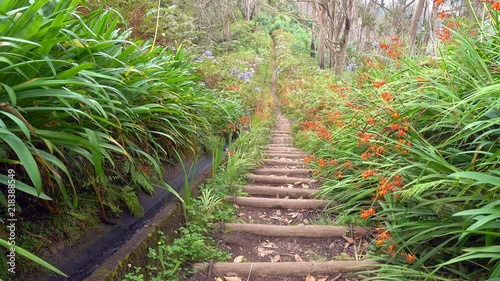  Jacob's Ladder, hike from Portela to Ribeiro Frio along the levada da Portela, in the heart of the Laurissilva forest, listed as World Heritage  photo