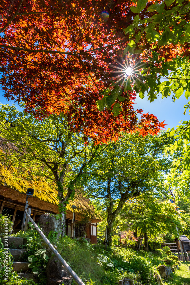 Naklejka premium Red Japanese Garden