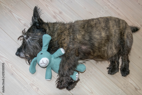 Hund träumt von der Jagd