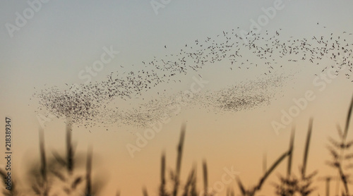 Mexican free trail bats in fight over rice fields at the Yolo Bypass Wildlife Area  Davis California