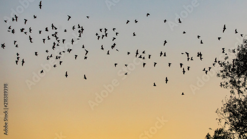 Photo Mexican free tail bats taking flight from tree at Yolo Bypass Wildlife Area in D