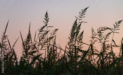 Rice stocks at dusk