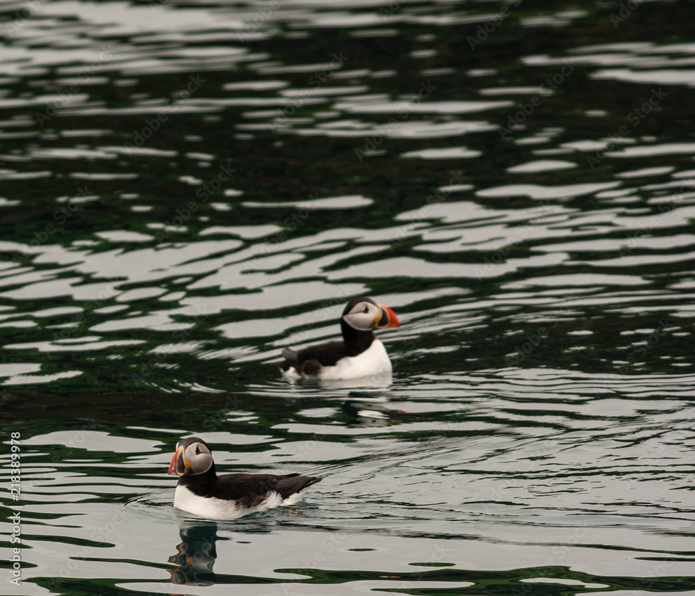 Swimming Puffins Swimming Puffins
