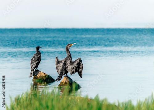 Two big black birds cormorants sit, spreading wings, on rocks on the water on a sunny summer day. Ukraine, Kakhovka Reservoir Beautiful Natural Background photo