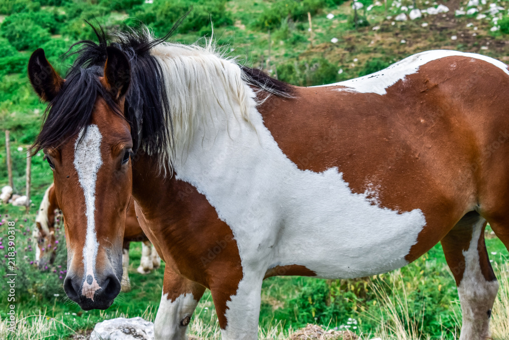 white and brown horse close up white and brown horse close up