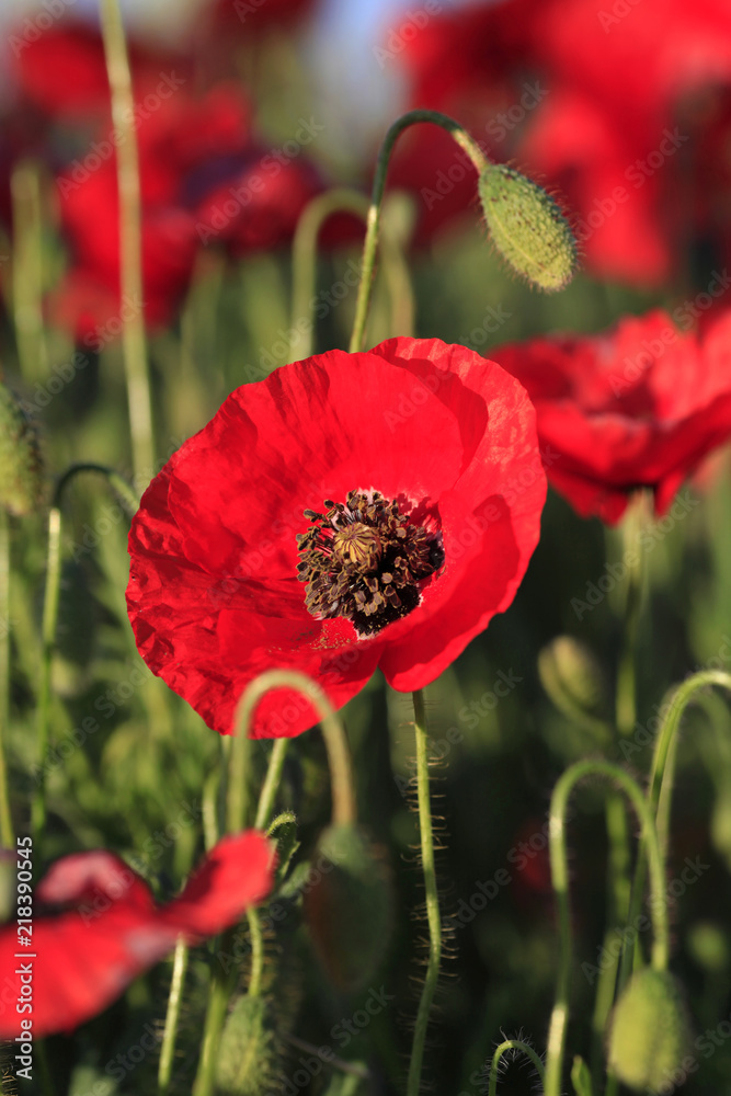 Wild red poppies blooming in a meadow