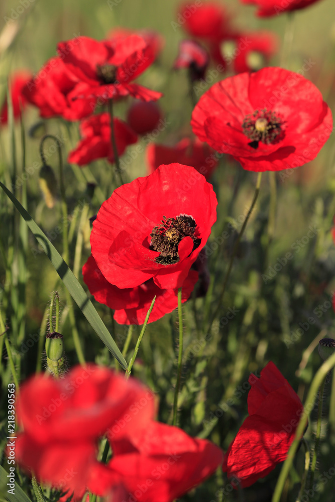 Obraz premium Wild red poppies blooming in a meadow
