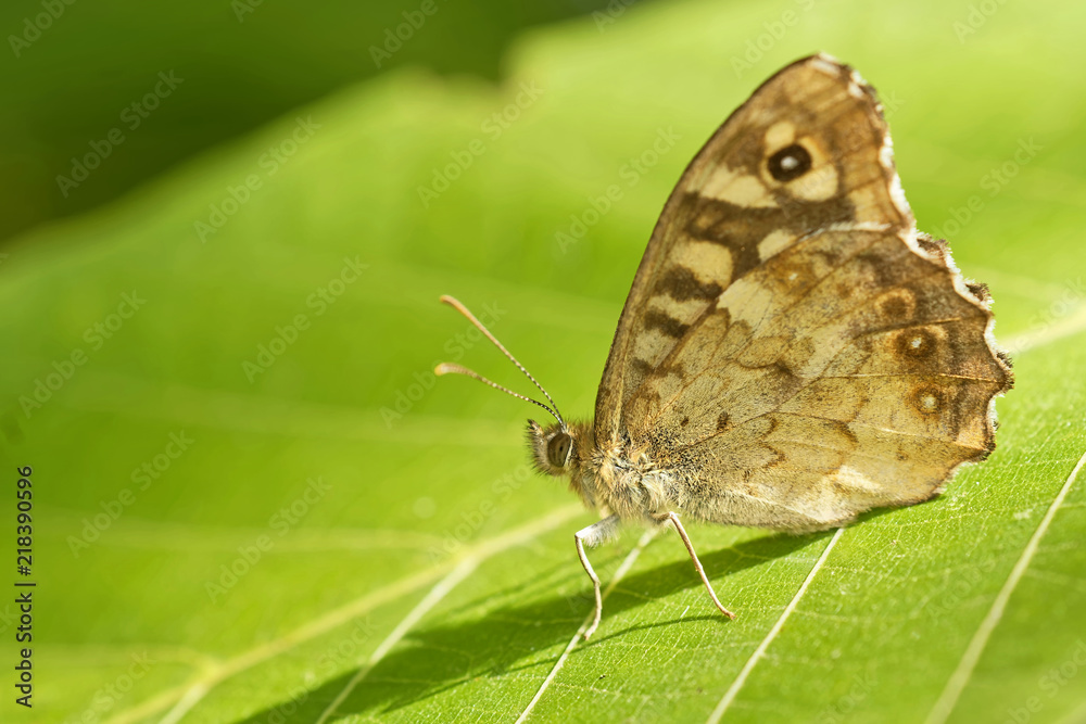 Obraz premium Waldbrettspiel