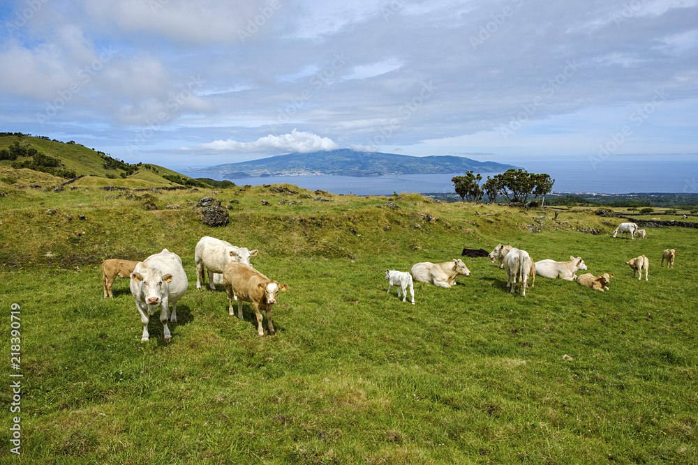 Viehweide auf der Insel Pico