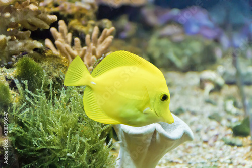 Goldfish zebrasoma flavescens in zoo on aquarium bottom photo