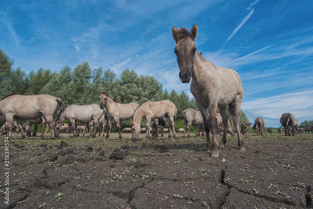 Konik Horse, wildlife. Konik Horse, wildlife.