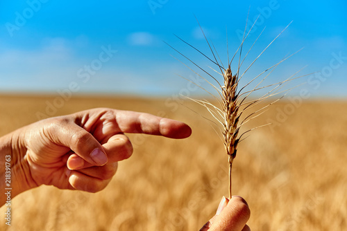 woman holds a pair of wheat spikes in her hand