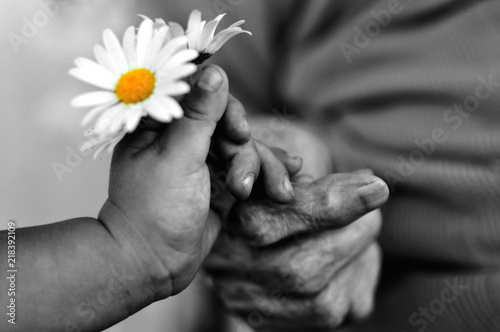 baby hand gives chamomile for older woman on holiday. black and white photo