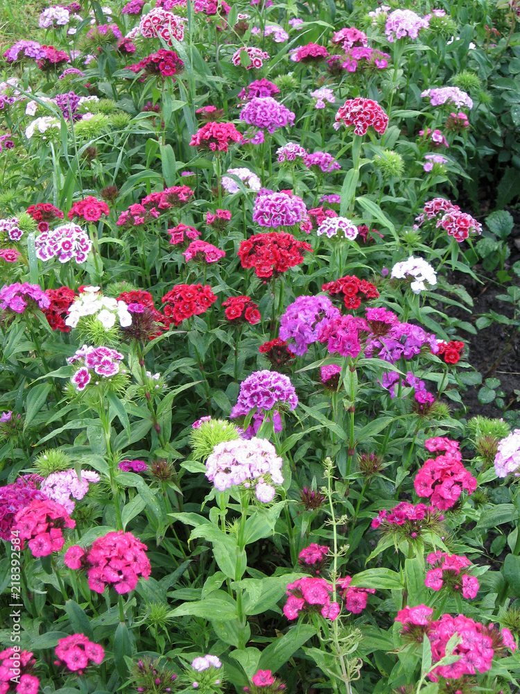 Fototapeta premium Flower carnation Turkish, Dianthus barbatus, Some blooming Turkish colorful carnations on the blurred background of green leaves, Inflorescence of small carnations growing in the garden