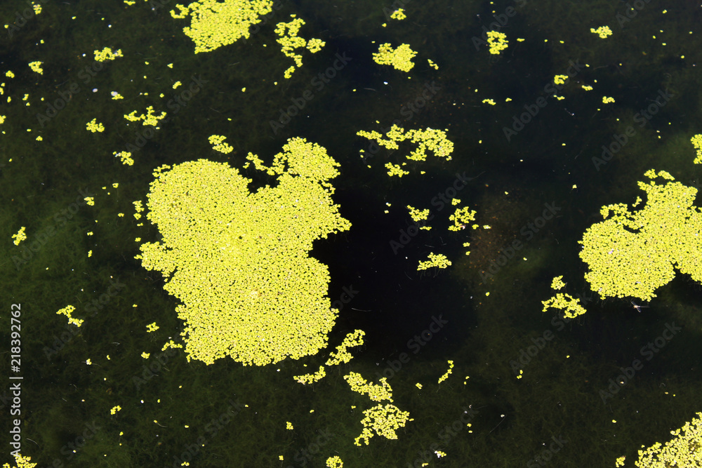 Green algae slime on a water surface Green algae slime on a water surface