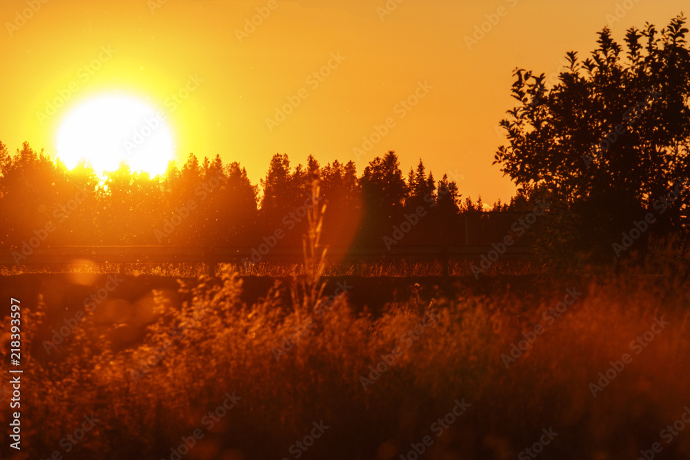 Naklejka premium sunset over forest in Finland.