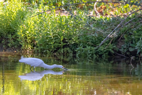 snowy egret rippling water to scare up fish in pond at Rio Grande Nature Center State Park, Albuquerque, New Mexico