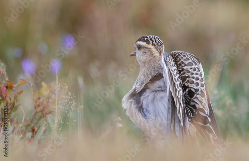 Le pluvier guignard photo