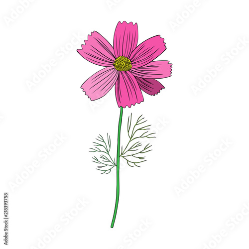 Kosmos flower, Kosmeya hand drawn doodle ink sketch, colorful illustration, wild flower astra, floral design for greeting card, wedding invitation, element pattern, cosmetic packaging, beauty salon