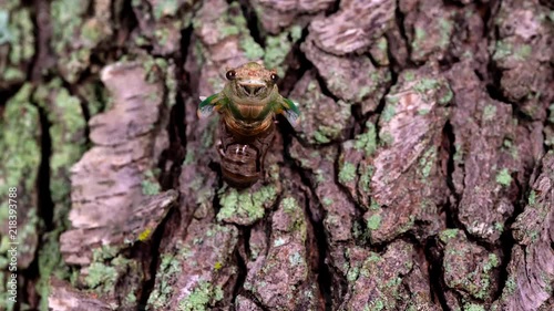 Time lapse of Cicada  photo