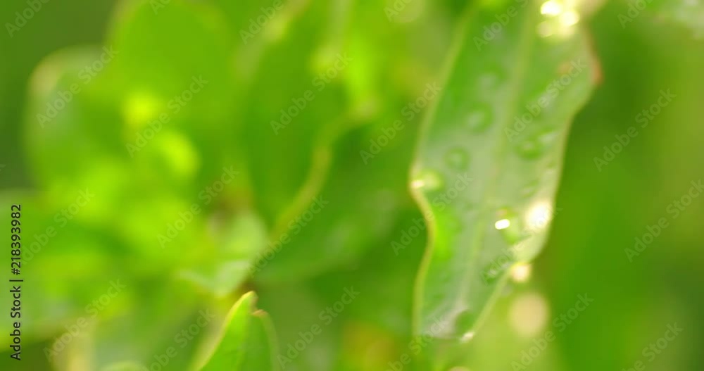 Droplets of dew on the green leaves, shallow depth of field Droplets of dew on the green leaves, shallow depth of field