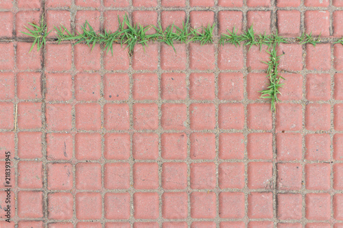 Green grass is growing on concrete walkway