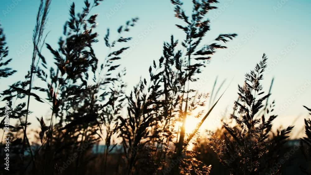 Grass shaking in the wind by the sea at sunset in summer close-up Grass shaking in the wind by the sea at sunset in summer close-up