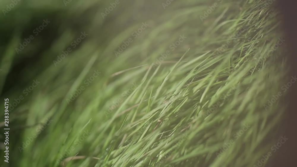 Green ears of grass swaying in the wind in the sunny field Green ears of grass swaying in the wind in the sunny field