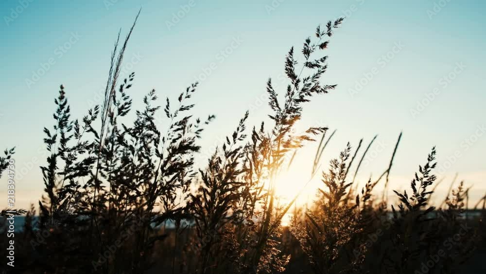 Grass shaking in the wind by the sea at sunset close-up. Beautiful seascape in summer Grass shaking in the wind by the sea at sunset close-up. Beautiful seascape in summer