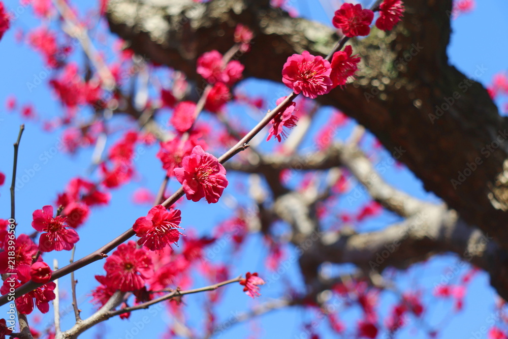 梅の花(鹿児島紅) 梅の花(鹿児島紅)
