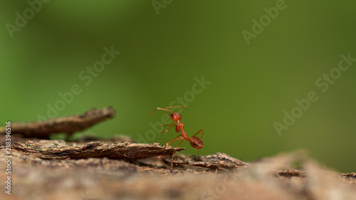Red ant. © ttshutter