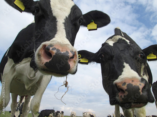 Slika na platnu close up of teo cows