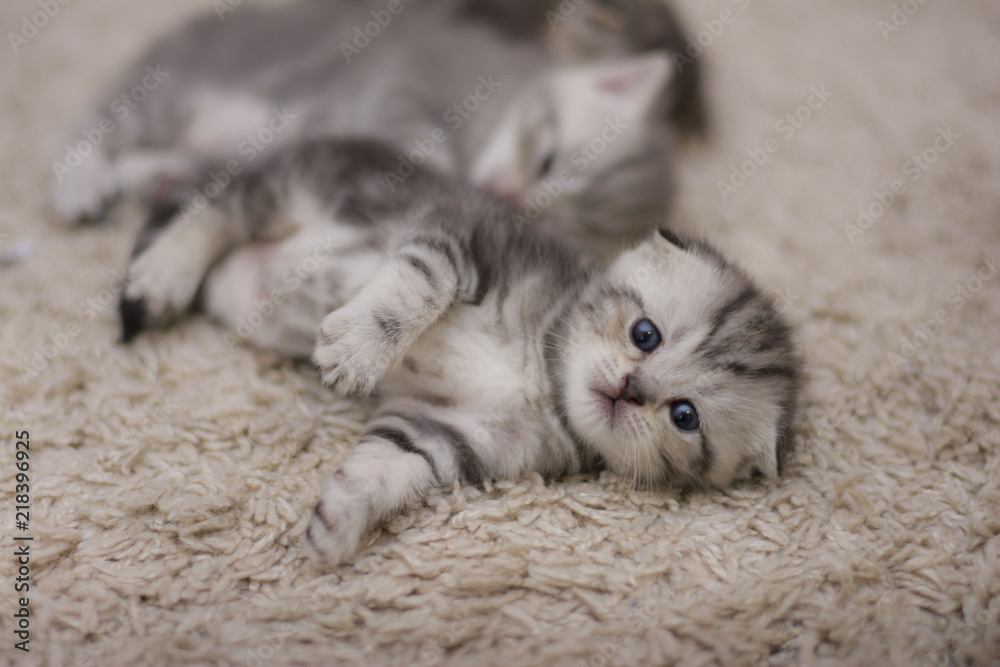 kitten lying on the carpet