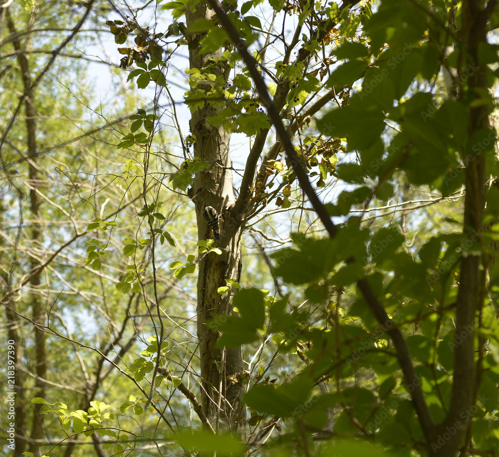 Fototapeta premium Small woodpecker feeding on a tree trunk