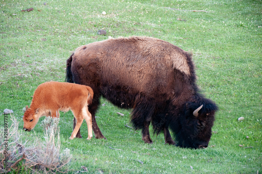 Mother bison and calf