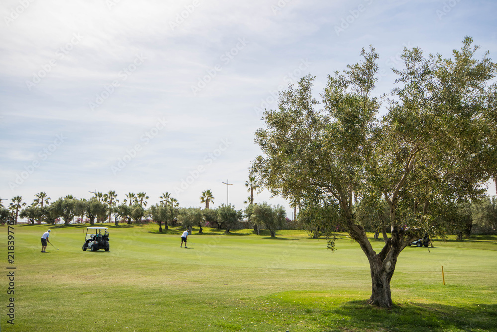 Obraz premium Olive tree and golfers at 18 hole golf course with palm trees at the background in Spain