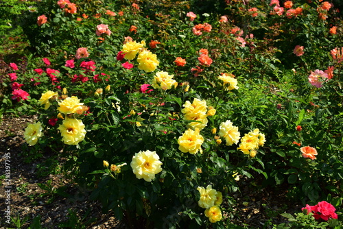 yellow, pink and orange park roses