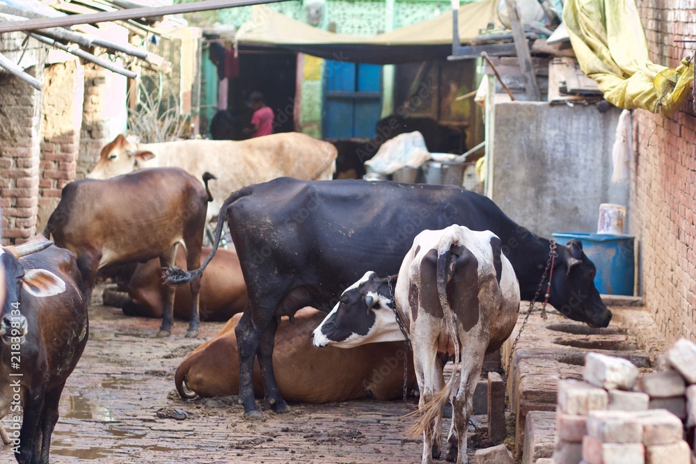 Cows in Crowded Alley Way in Varanasi, India 