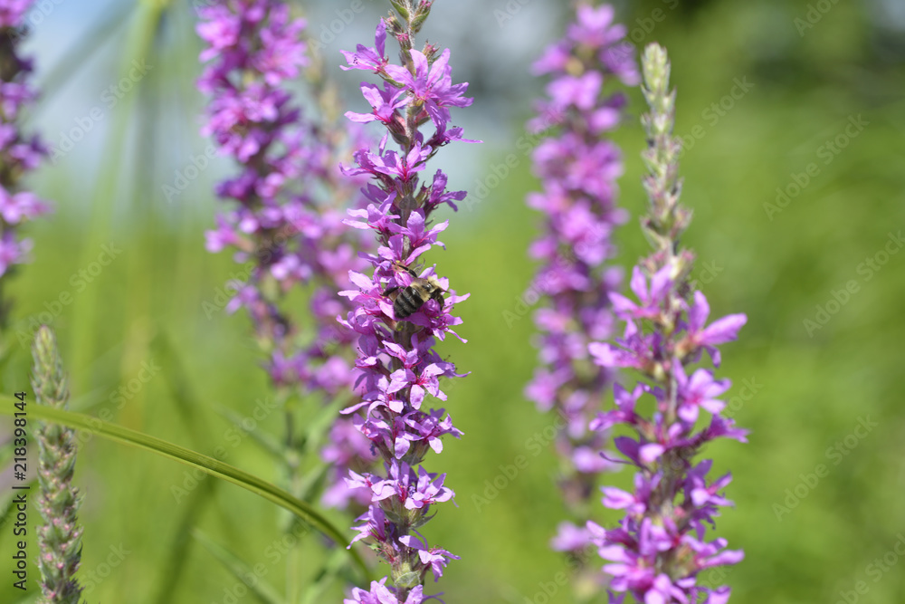 Purple wild flowers growing on the edge of a migratory bird habitat Purple wild flowers growing on the edge of a migratory bird habitat
