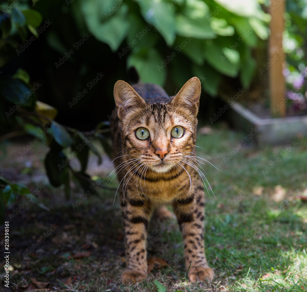 Obraz premium A domesticated Bengal cat looking straight at the camera whilst outdoors in a garden 