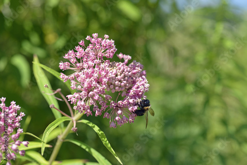 Swamp milkweed growing on the edge of a migratory bird habitat