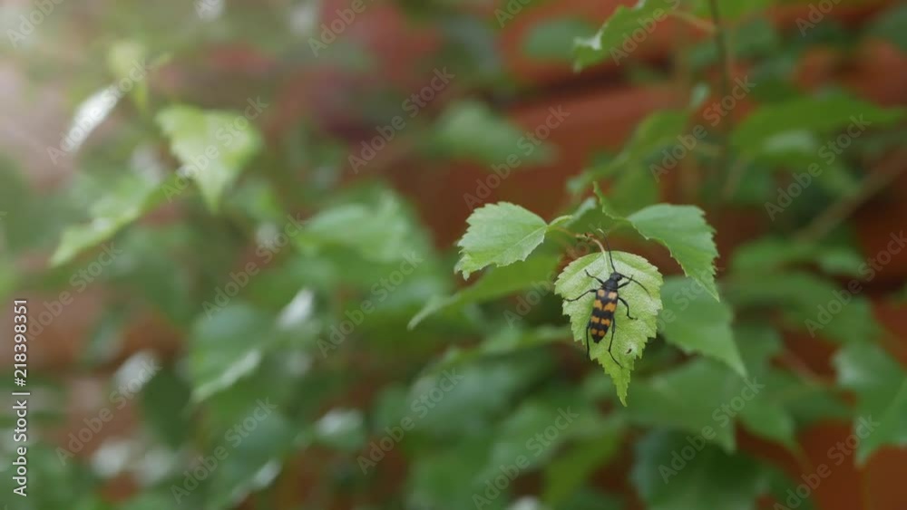 Close-up of a black and orange beetle on a green leaf in garder Close-up of a black and orange beetle on a green leaf in garder