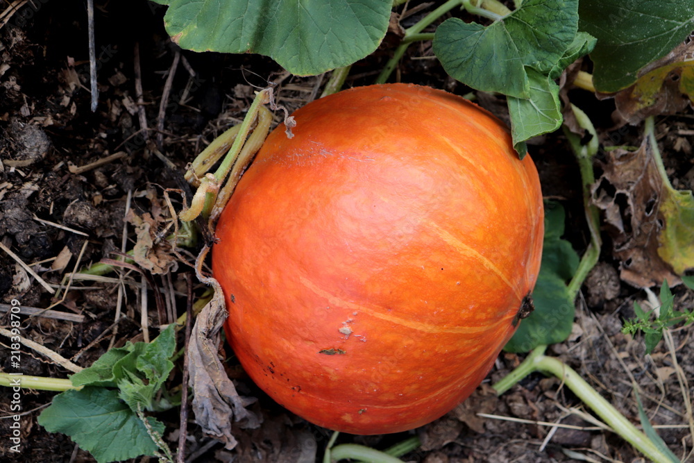 Fototapeta premium Pumpkin photo nature