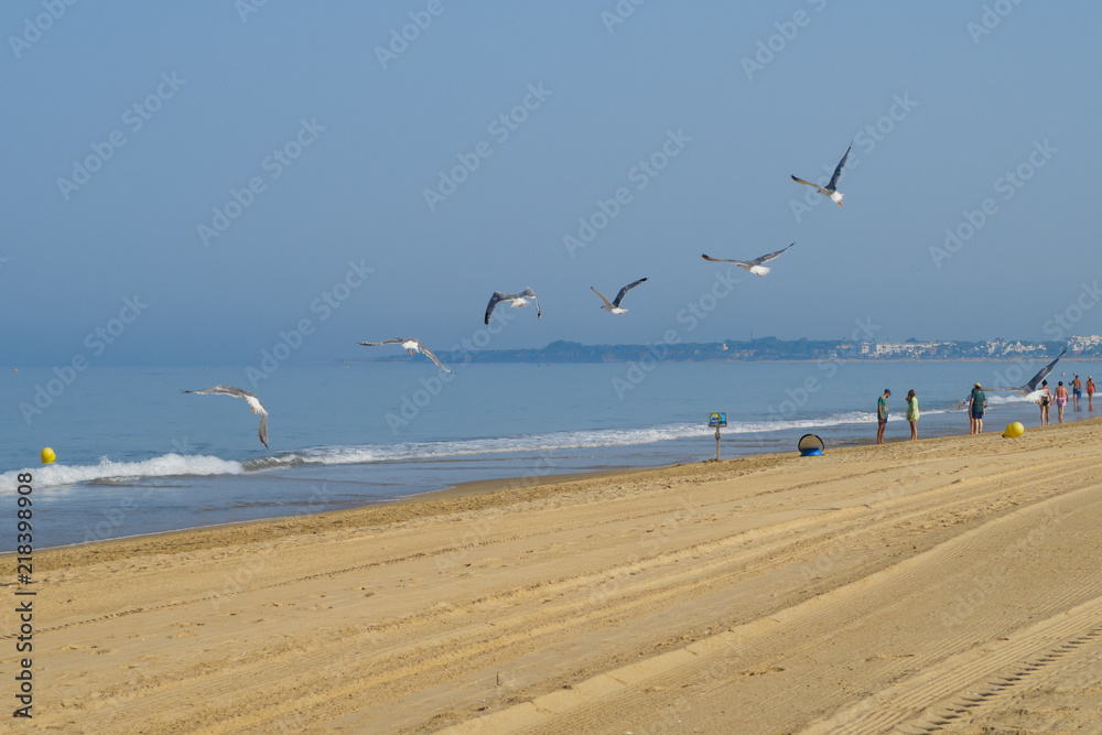 Seagulls on the beach of La Barrosa in Sancti Petri, Spain