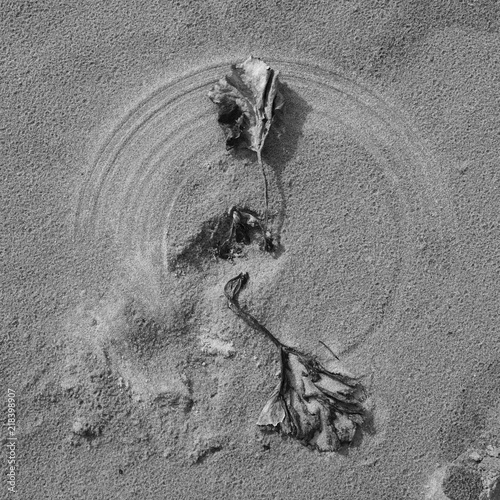 circles of leaves on the sand, made from the wind, similar to the clock face