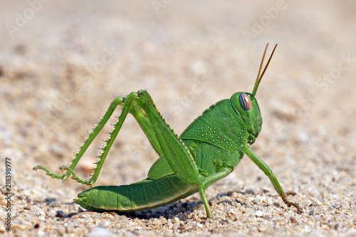 green funny grasshoper locust on the sand