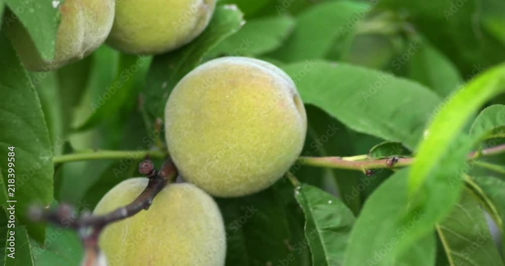Unripe peaches on branches Unripe peaches on branches